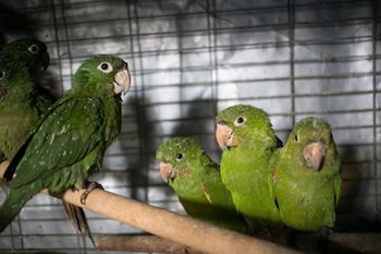 Es ilegal que la “mascota”