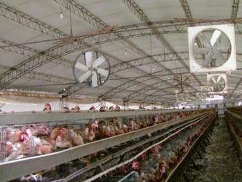 La influenza tipo A afecta principalmente a las aves pero su impacto en la industria avícola y en la salud pública es innegable