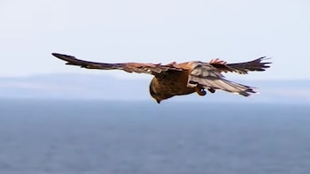 Un robot logra mantenerse estable en el aire sin hélices: el método que lo hace posible