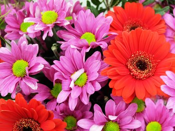 Las gerberas son súper coloridas