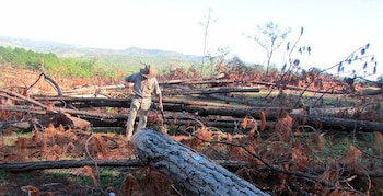 Honduras reporta 80 focos de gorgojo descortezador y 18 hectáreas de bosque afectadas en 2026. (FOTO: La Tribuna)