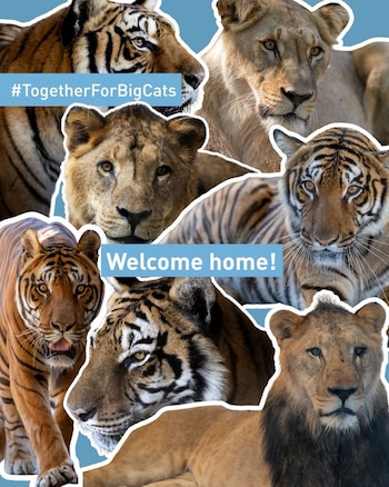 Four Paws International coordinó el traslado de los 30 grandes felinos rescatados tras el cierre del zoológico de Luján