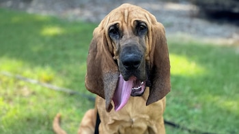 El perro ha ayudado en