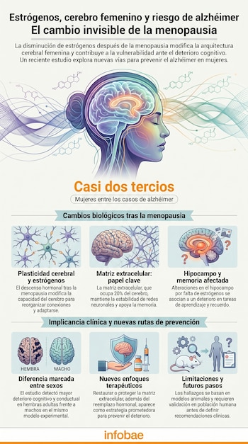 Infografía ilustra cómo la pérdida de estrógenos por menopausia afecta el cerebro femenino. Muestra cabeza de mujer, moléculas hormonales y paneles sobre memoria, matriz extracelular y terapias.