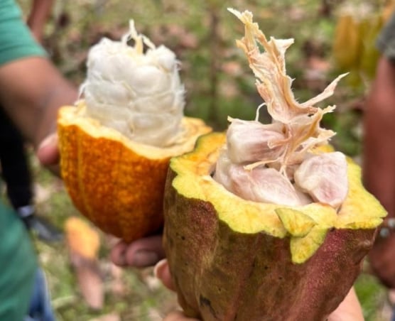 Por su calidad, el cacao panameño goza de renombre a nivel internacional. (Cortesía)