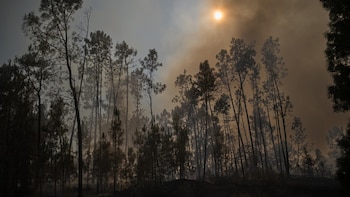 El fuego de Vouzela (Portugal) podría quedar controlado este mismo domingo tras arrasar 13.000 hectáreas
