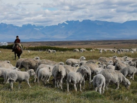 El scrapie es una enfermedad mortal que afecta al ganado ovino