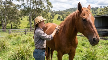 Una joven con sombrero cepilla a un caballo marrón en un prado con vallas de madera y vegetación.