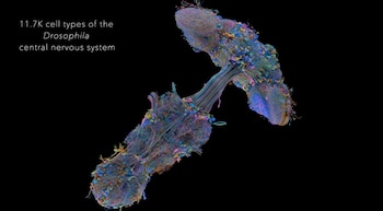 Google logró junto a otros labotarios hacer un mapa 3D del cerebro de una mosca.
