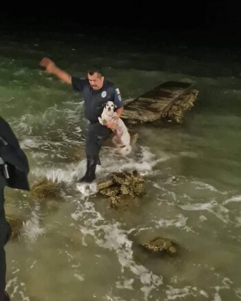 Los policías también rescataron a