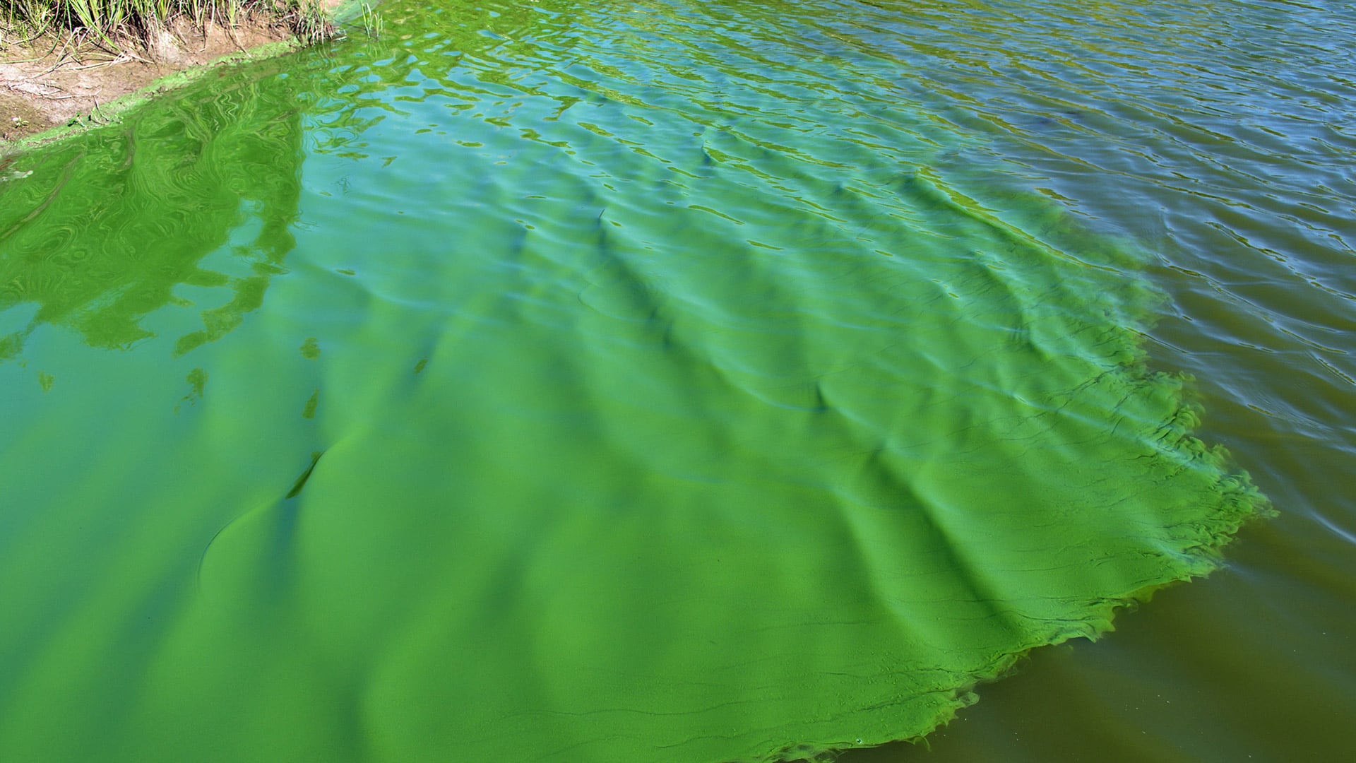 El calentamiento global y el aporte de nutrientes aceleraron un proceso natural llamado eutrofización en cuerpos de agua (Christian Fischer )