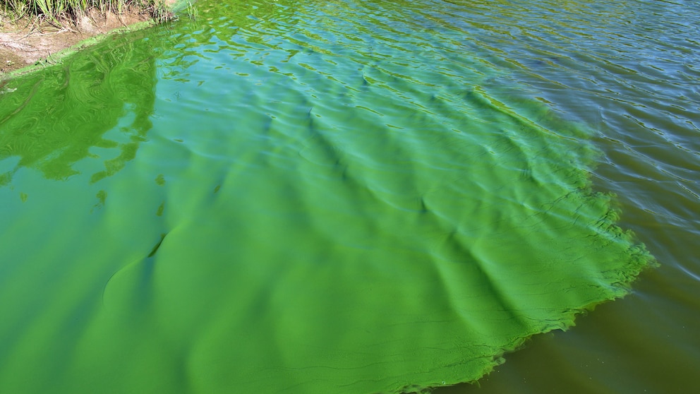 Un hidrogel con cianobacterias podría revolucionar la lucha contra el cambio climático urbano