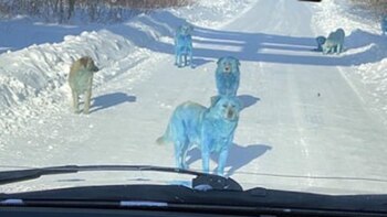 Los misteriosos perros azules que