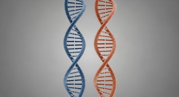 Imagen de dos cadenas de ADN en doble hélice, una azul y otra naranja rojiza, dispuestas en paralelo sobre un fondo gris liso.