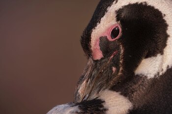 Las cámaras muestran el ciclo