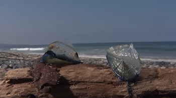 Dos Velella Velella azules y transparentes sobre un tronco de madera en una playa arenosa, con olas rompiendo en el fondo bajo un cielo claro