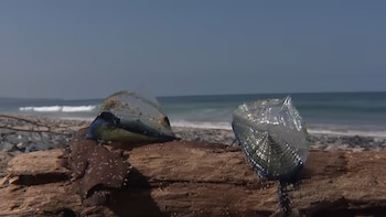 Playas californianas registran una presencia masiva de organismos marinos llamados “Velella velella”