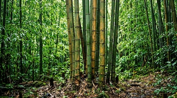 Varios tallos de bambú verdes y amarillos crecen en la tierra cubierta de hojas dentro de un bosque espeso.