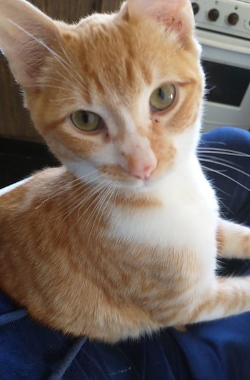Primer plano de un gatito atigrado naranja y blanco con ojos verdes, sentado sobre una superficie azul oscura, mirando fijamente a la cámara