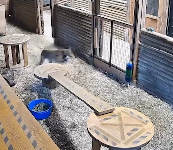 Un puma borroso camina sobre heno dentro de un recinto de madera con estructuras de juego y una valla metálica al fondo