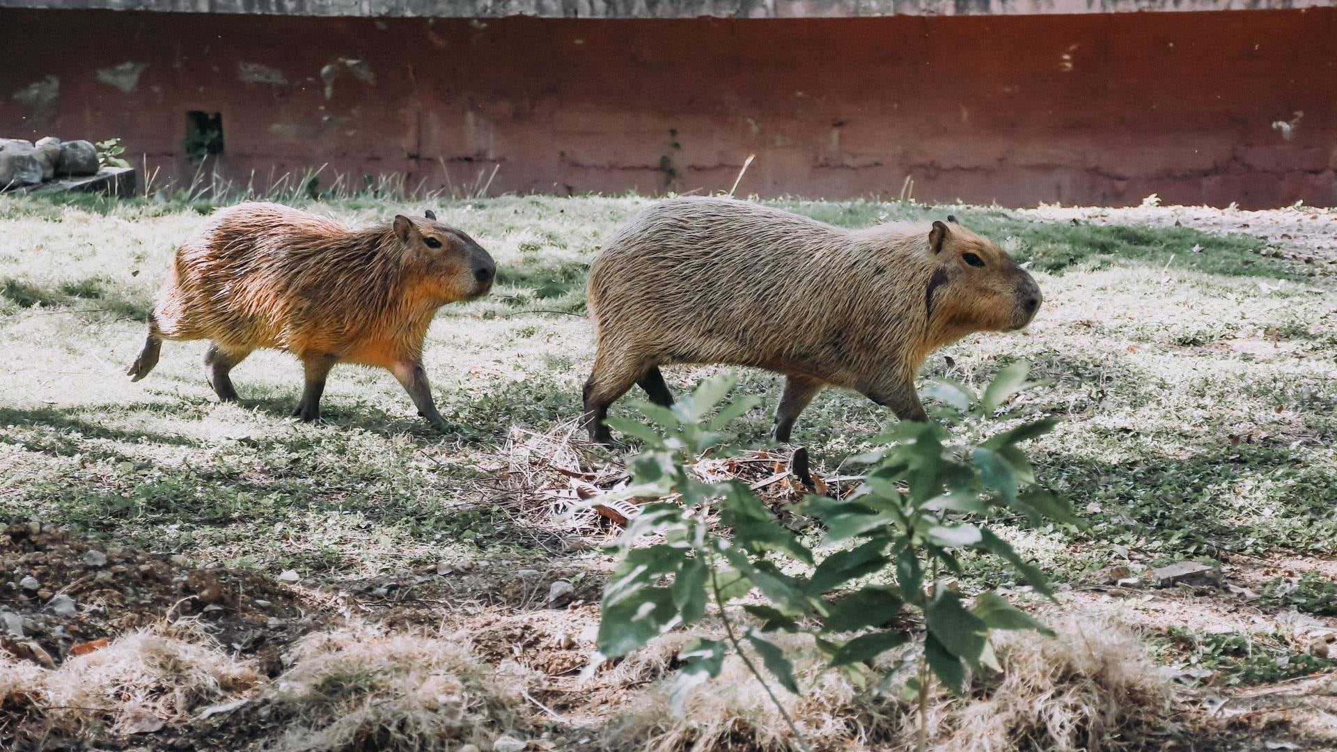 Zoológico Tamatán, en Tamaulipas, confirma la muerte de un capibara recién llegado
