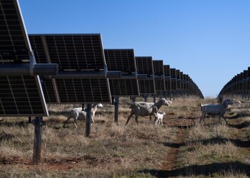 Miles de paneles solares en