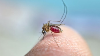 Sanidad declara Huelva capital como área en alerta tras detectar mosquitos portadores del virus del Nilo