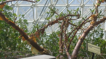 La sobreexplotación amenaza al olíbano,