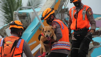 Por que os animais podem