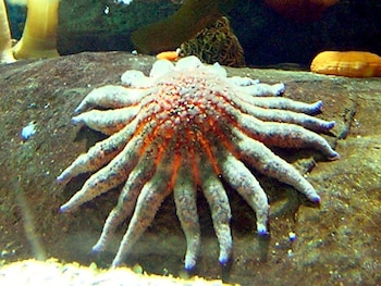 estrella de mar girasol