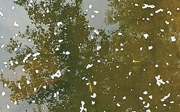 El río Llerana de Cantabria se queda “completamente arrasado, sin vida” por un vertido ganadero y deja a más de 2.000 peces muertos: su restauración podría durar años