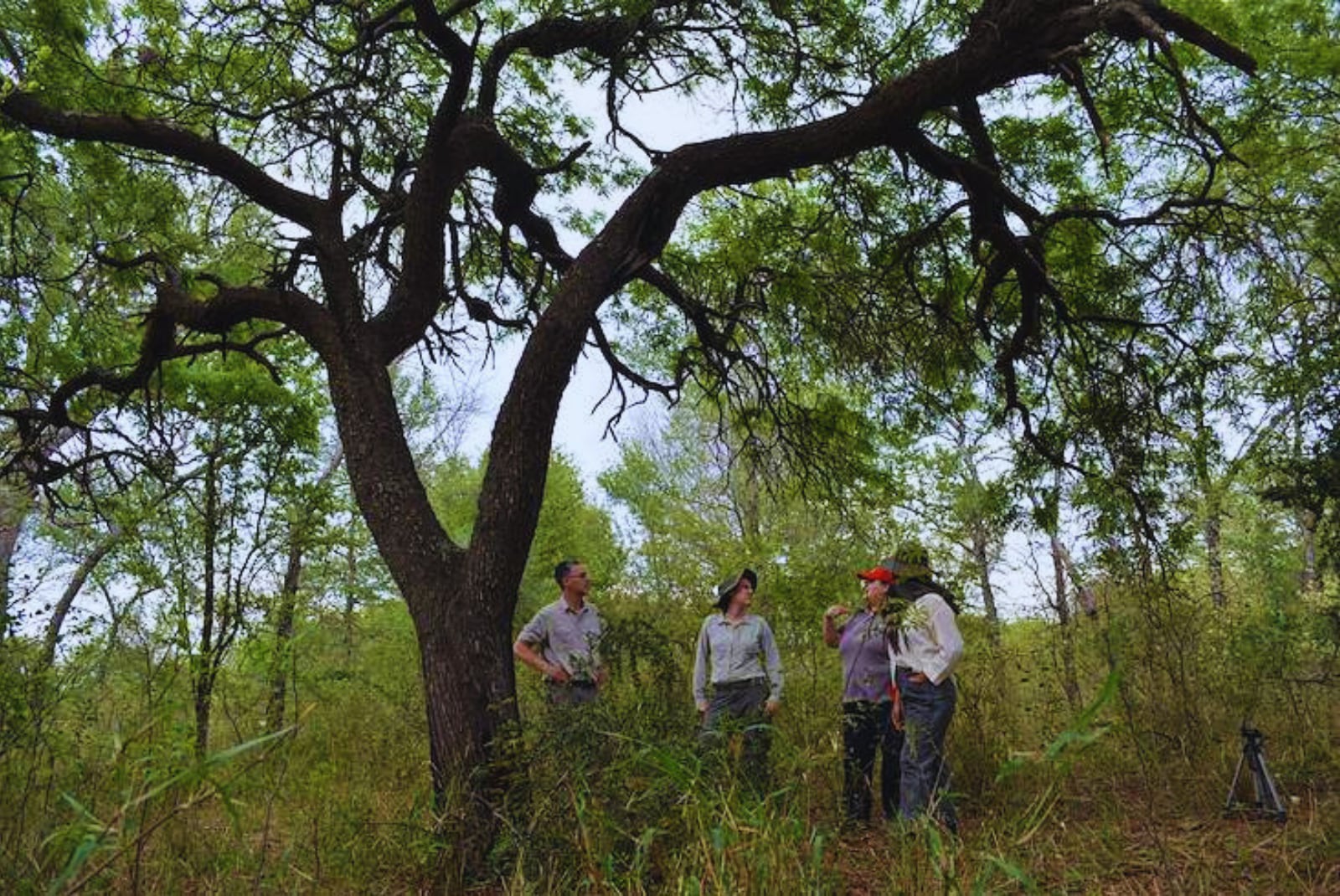 En el sudoeste chaqueño, integrar árboles y arbustos al campo mejora el suelo y abre nuevas oportunidades productivas para productores locales (inta)