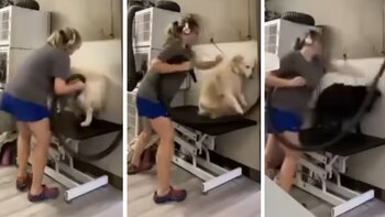 Grabaron a una peluquera canina