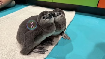 Menos de 20.000 en el mundo: siete pingüinos africanos en peligro crítico nacieron este año en un acuario de Estados Unidos