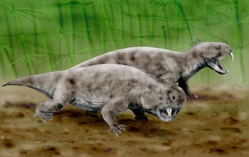 El Elorhynchus carrolli, es un