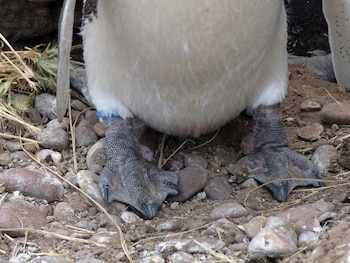 Primer plano de las patas palmeadas de un pingüino, una de ellas con una banda azul, sobre un suelo rocoso y con restos de vegetación seca