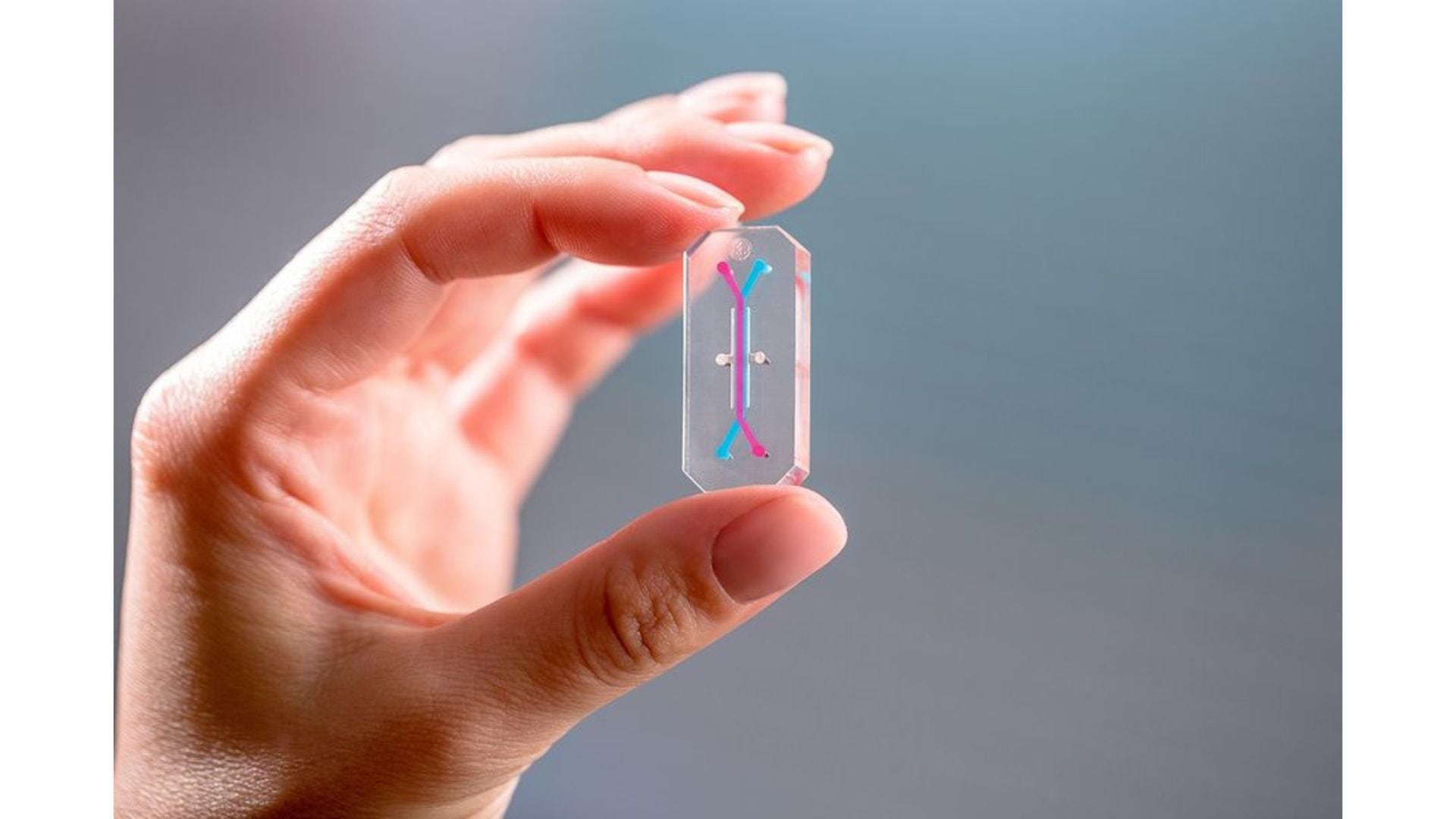 Estos chips permiten investigar cómo la radiación y la microgravedad del espacio afectan la salud. (NASA / Emulate)