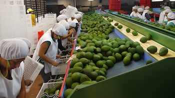 Exportaciones agrícolas del Perú alcanzarían más de USD 16.000 millones en 2026