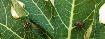 La especie no representa una