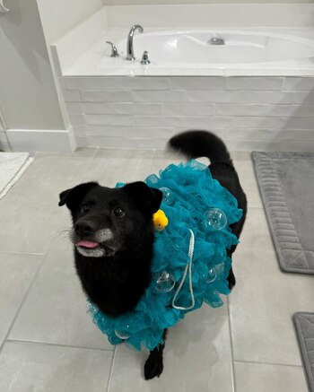 Historias, rescate animal, Perros