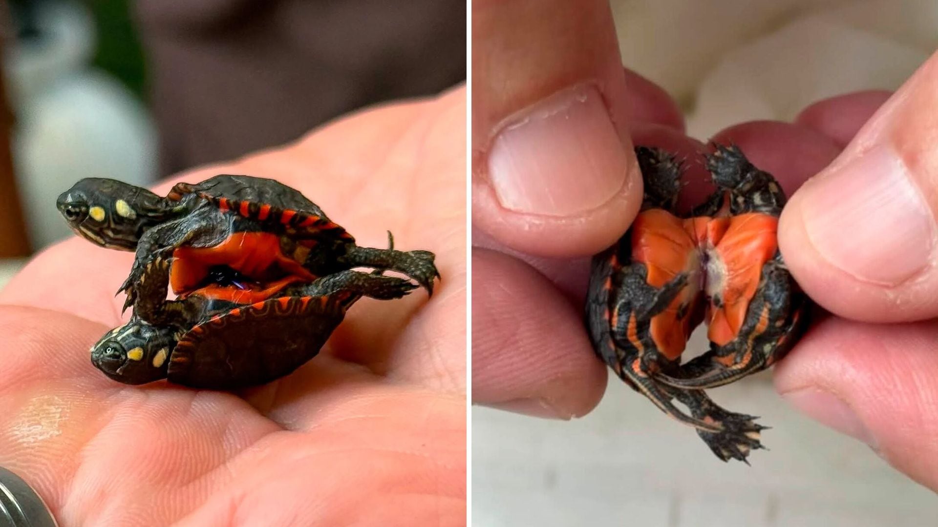 Hallaron dos tortugas siamesas en un jardín y las sometieron a una cirugía para intentar salvarles la vida