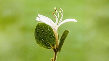 La madreselva es la gran protagonista a la que se le presta especial atención durante el mes de julio, destacando por ser una planta trepadora bien conocida y de aroma excepcional