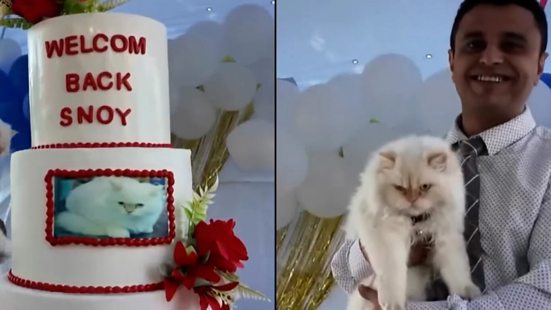 Snowy, el querido gato bodega del Prince Deli & Juice Bar en Flatbush, Brooklyn, fue recibido con alegría por la comunidad tras su regreso. (CBS Nueva York)