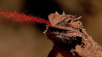 La sangre que expulsa también contiene ácido fórmico, un químico dañino para sus depredadores.