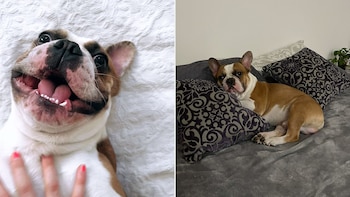 Robaron perrito de una activista