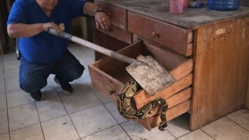 Trabajadores descubren una boa en ambiente administrativo de universidad en Yarinacocha. (Foto: Agencia Andina)