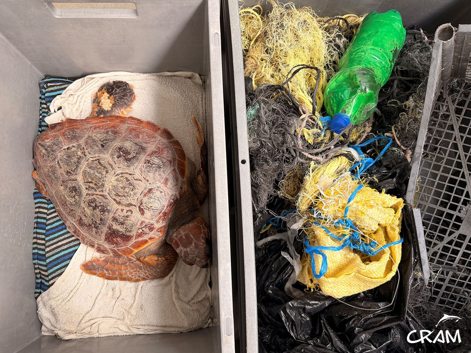 Atenas, la tortuga boba que llegó al CRAM con más de tres kilos de basura enganchada a su aleta. (CRAM)
