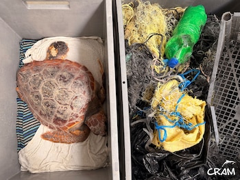 Atenas, la tortuga boba que llegó al CRAM con más de tres kilos de basura enganchada a su aleta. (CRAM)
