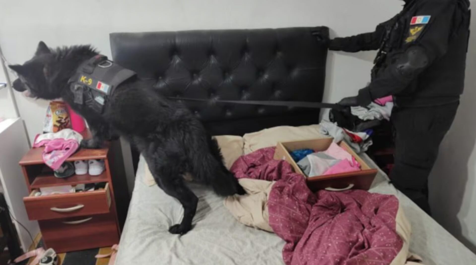 Un can antinarco durante uno de los allanamientos realizados en domicilios de la localidad de Justiniano Posse en Córdoba (Fotos: MPF Córdoba)