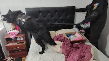 Un can antinarco durante uno